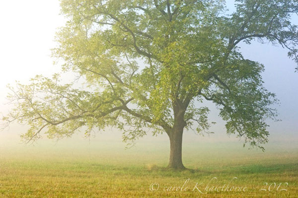 Tree  ©Carole K Hawthorne